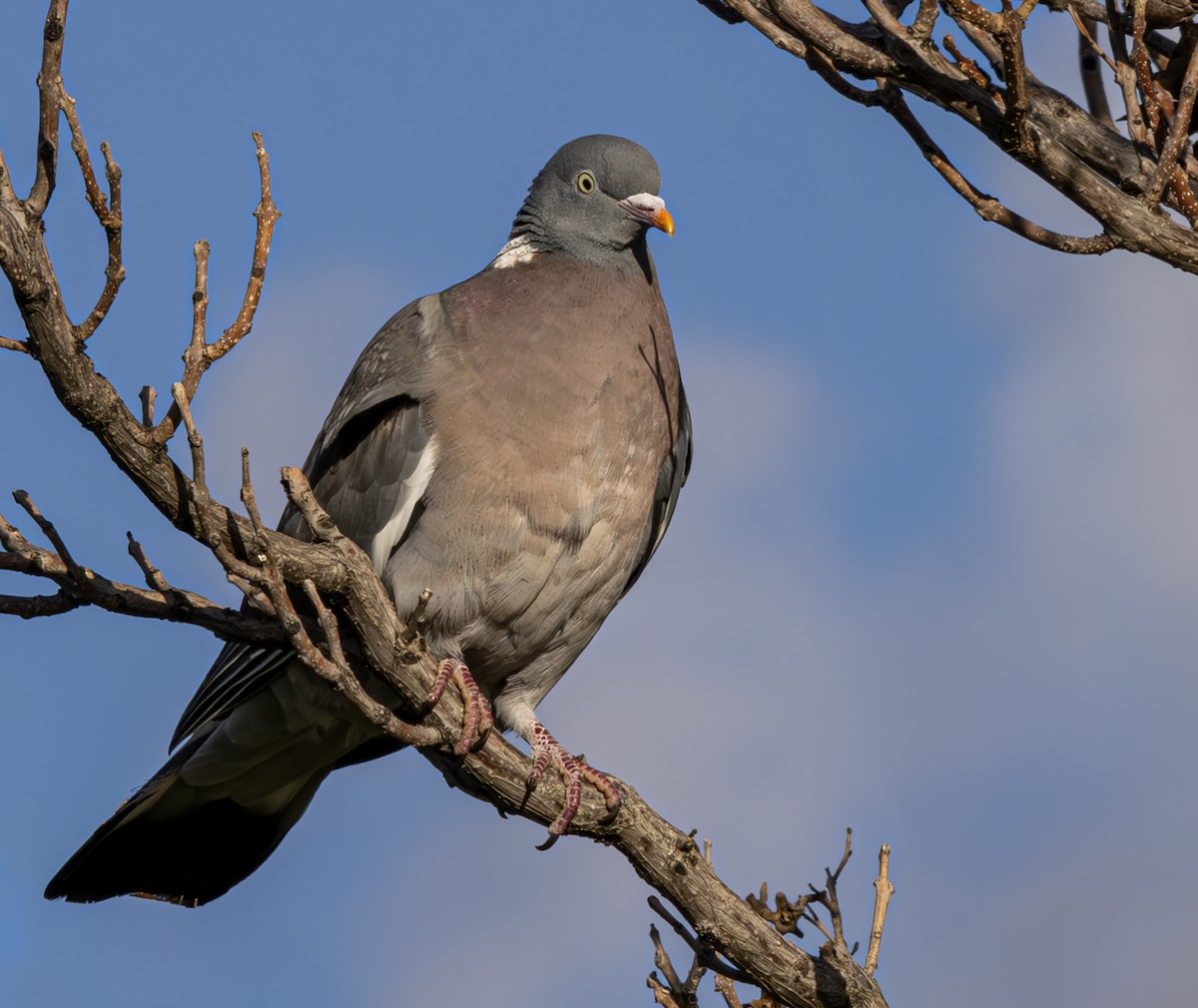 Common Wood-Pigeon - ML620619025