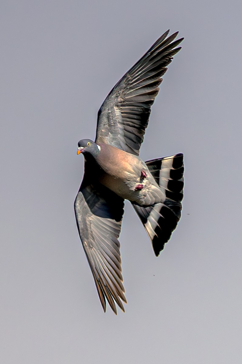 Common Wood-Pigeon - ML620619026