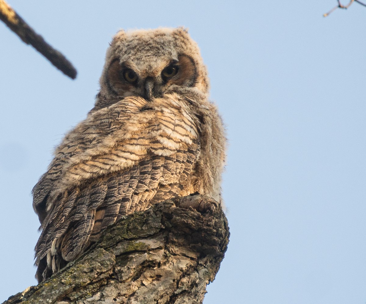 Great Horned Owl - ML620619027