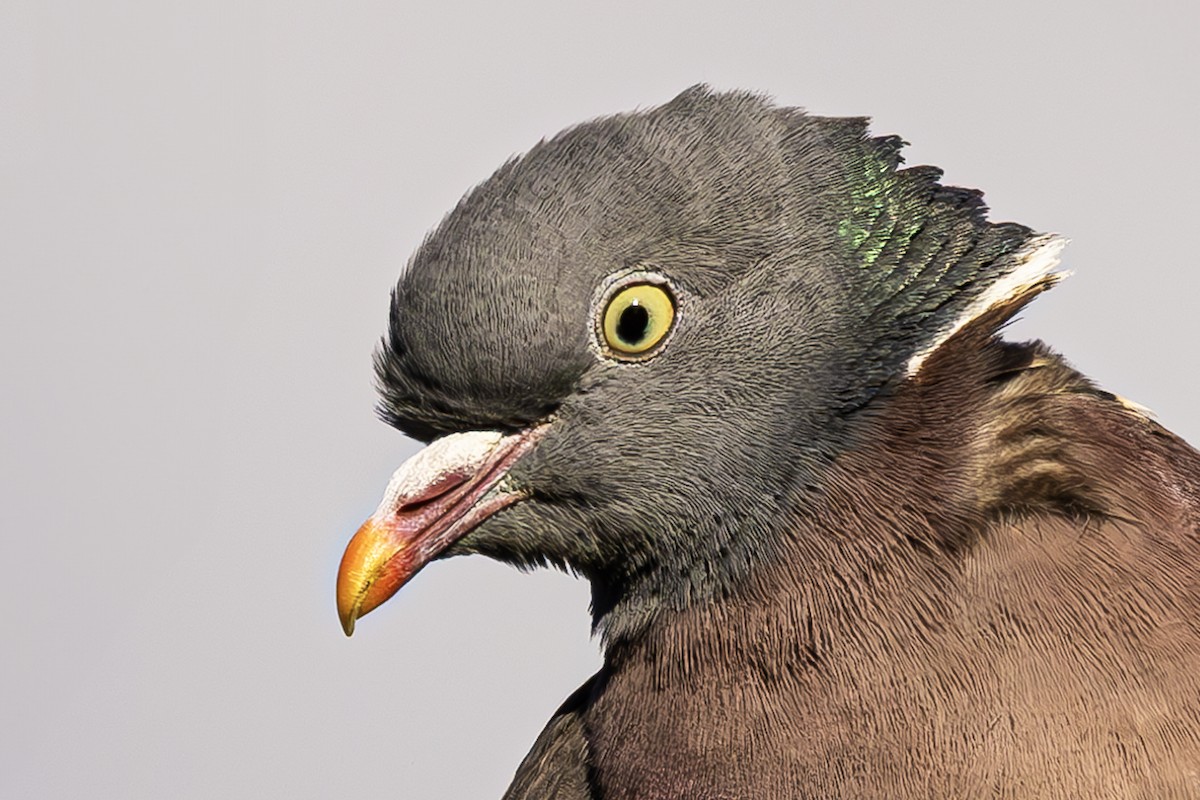 Common Wood-Pigeon - ML620619028