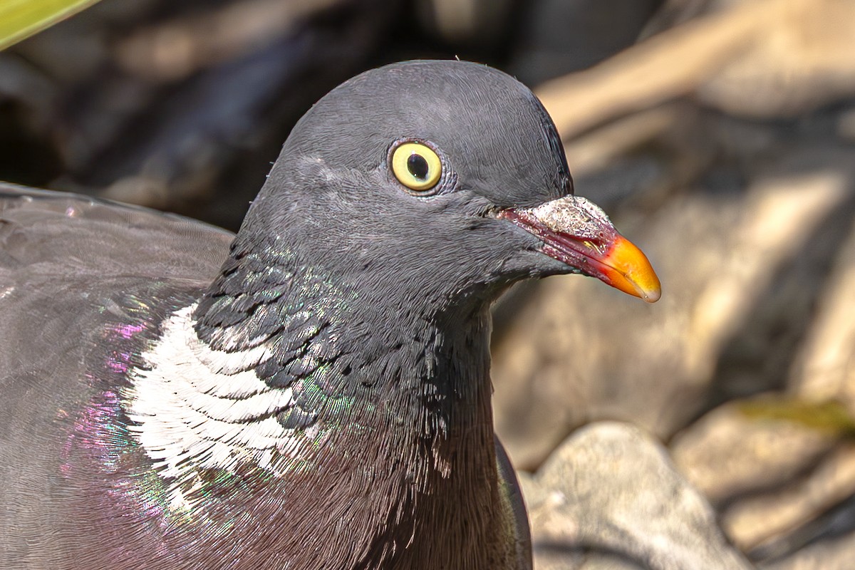 Common Wood-Pigeon - ML620619029