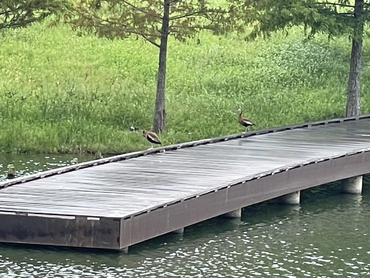 Black-bellied Whistling-Duck - ML620619030