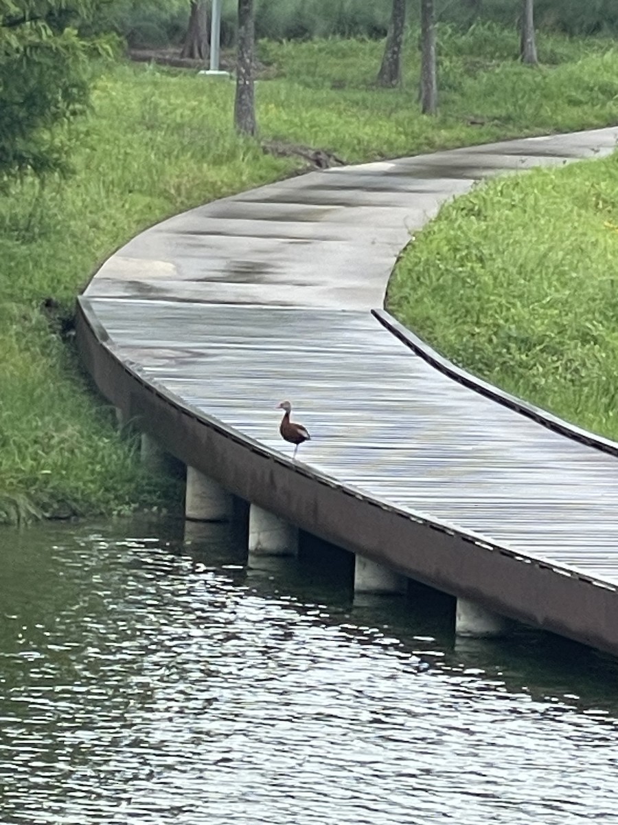 Black-bellied Whistling-Duck - ML620619031