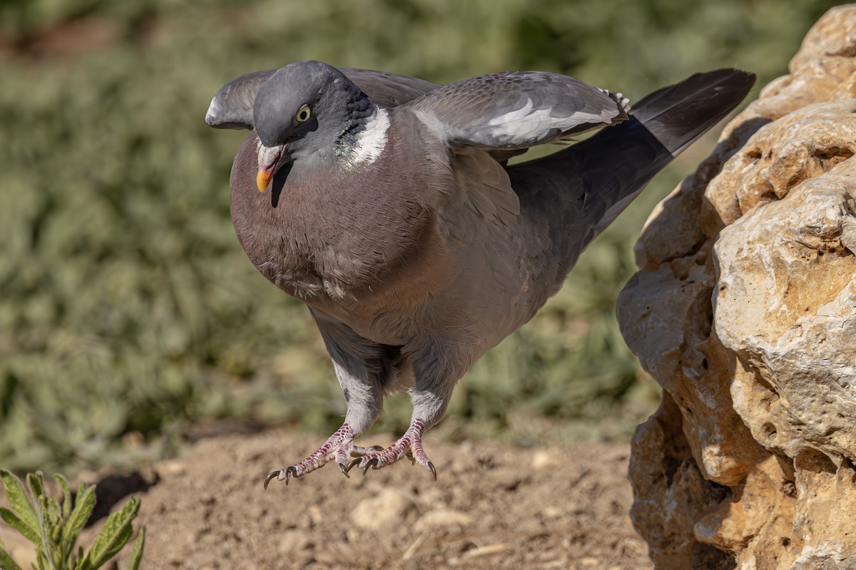 Common Wood-Pigeon - ML620619032