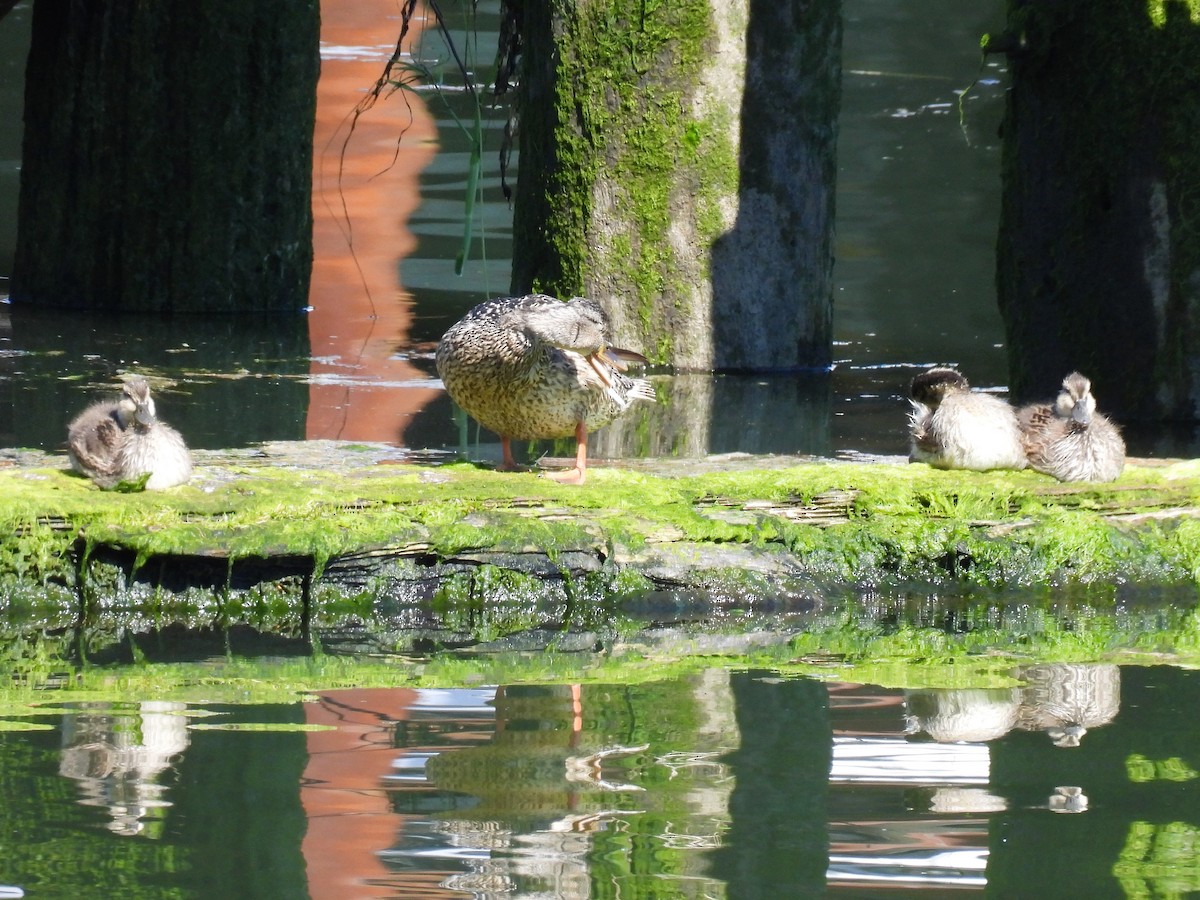 Canard colvert - ML620619037