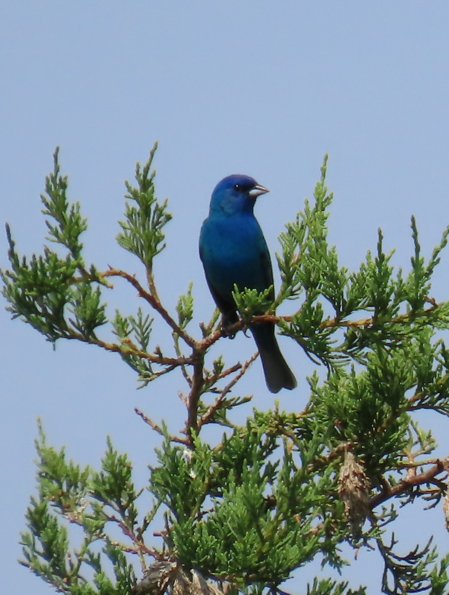 Indigo Bunting - ML620619039