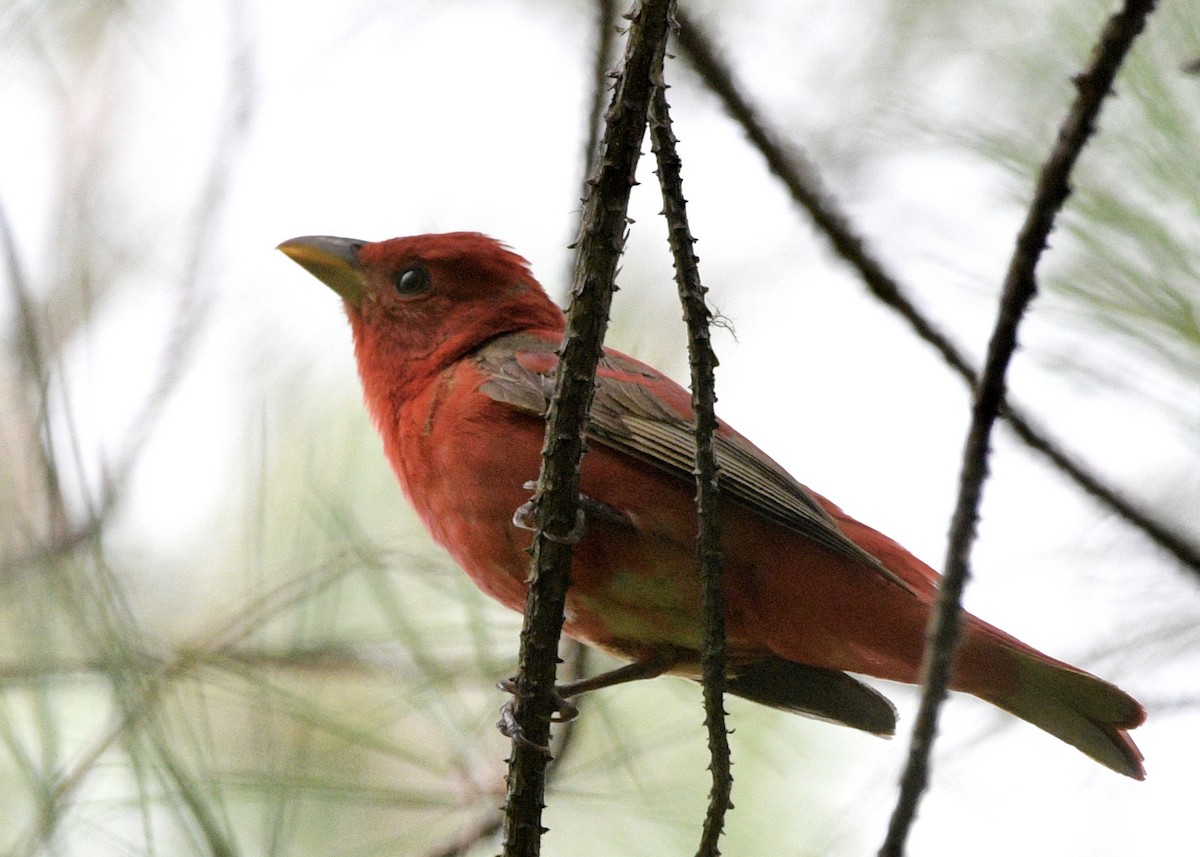 Piranga Roja - ML620619040