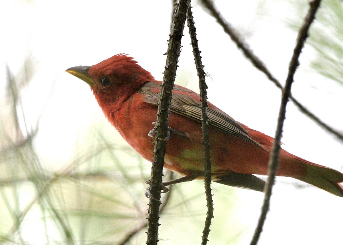 Piranga Roja - ML620619041