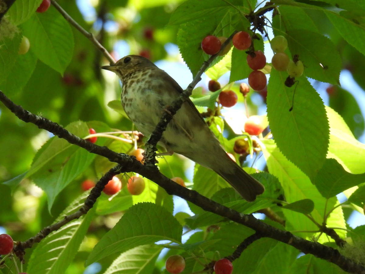 Swainson's Thrush - ML620619043