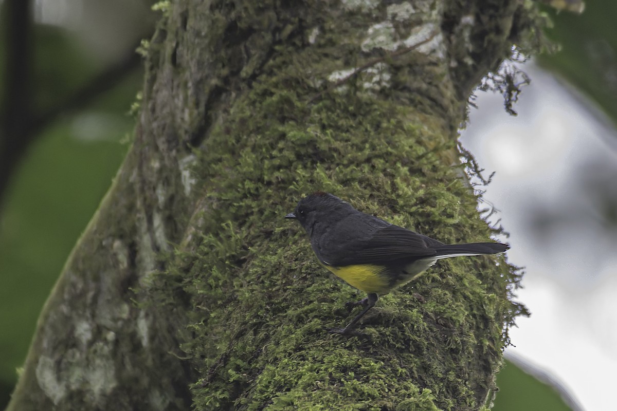 Slate-throated Redstart - ML620619044