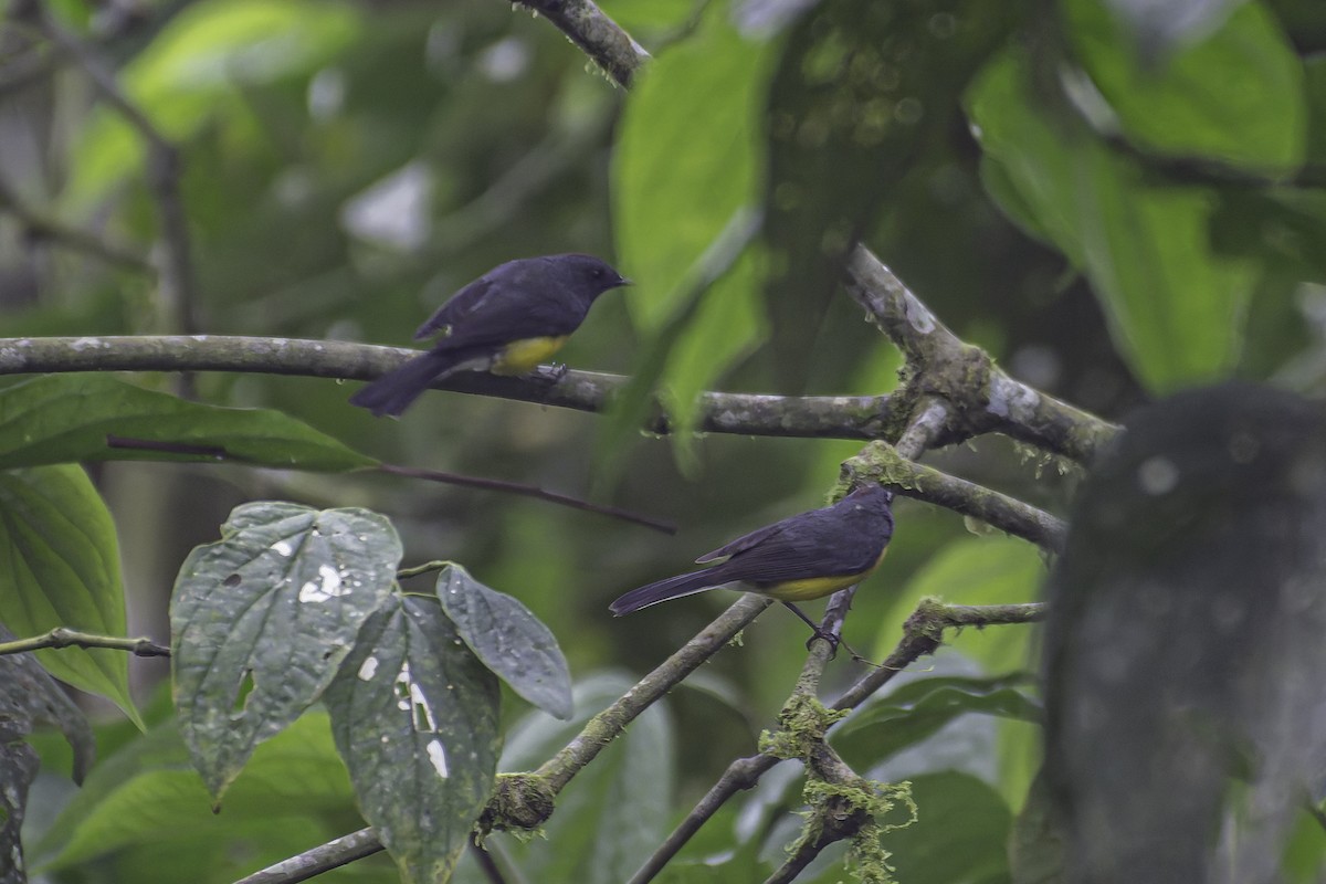 Slate-throated Redstart - ML620619047