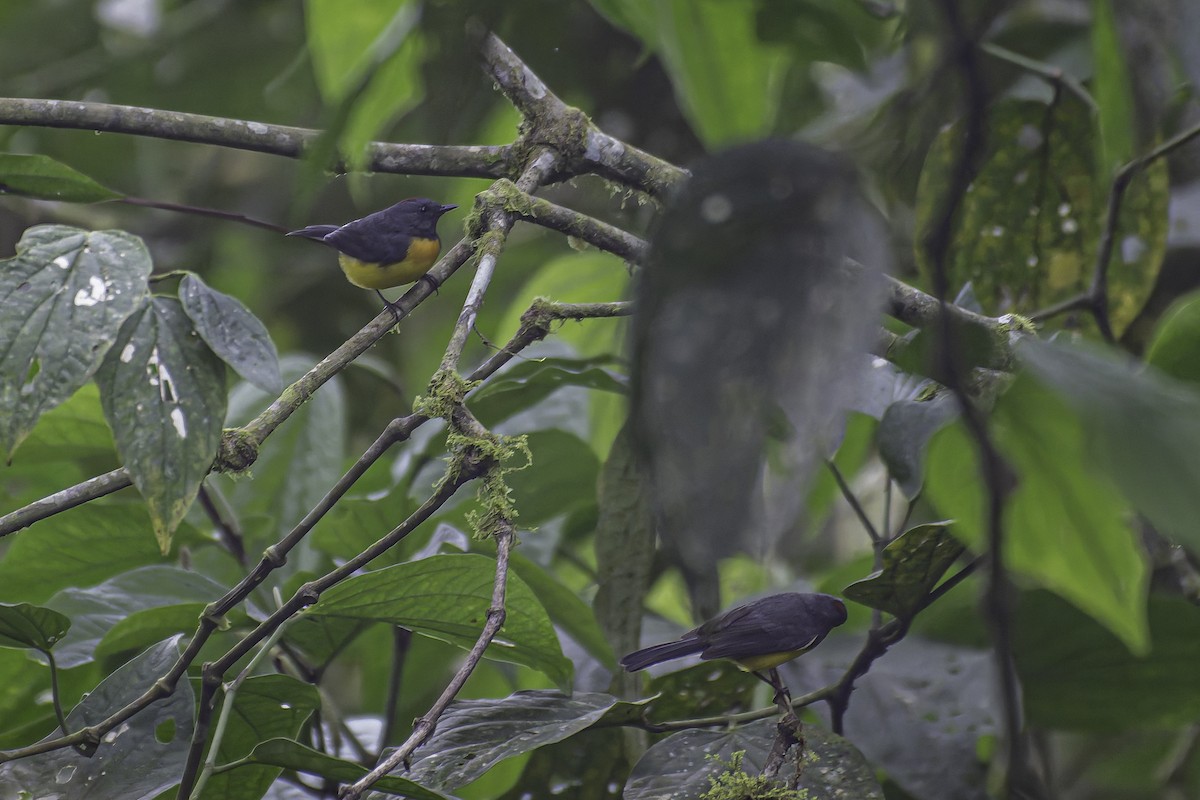 Slate-throated Redstart - ML620619050