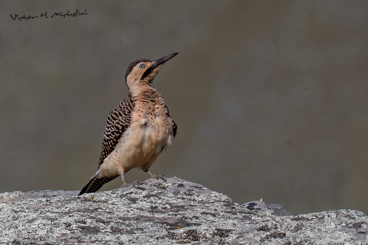 Andean Flicker - ML620619054