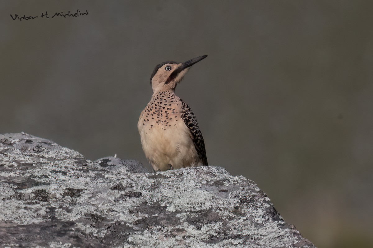 Andean Flicker - ML620619055