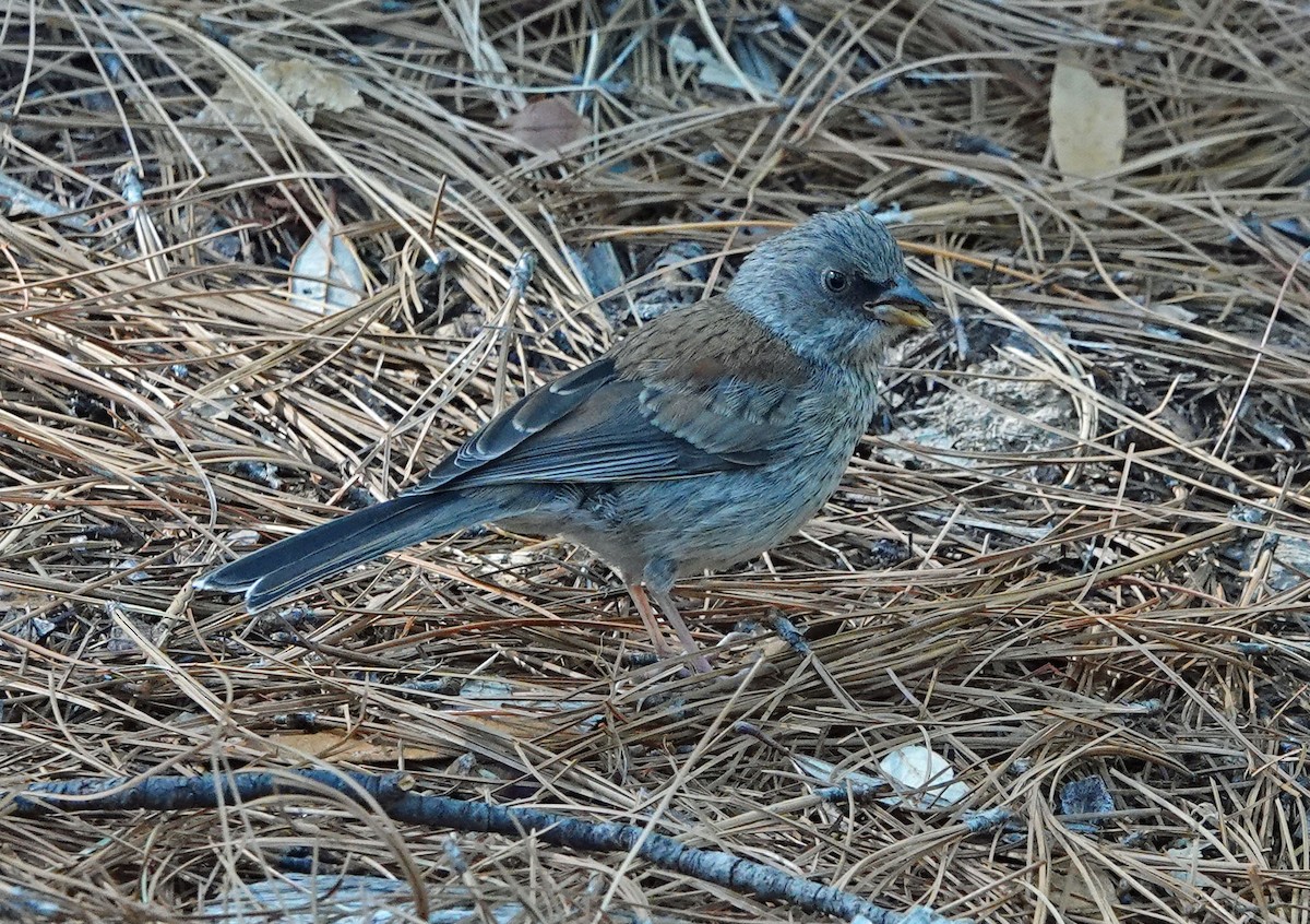 Junco aux yeux jaunes - ML620619056