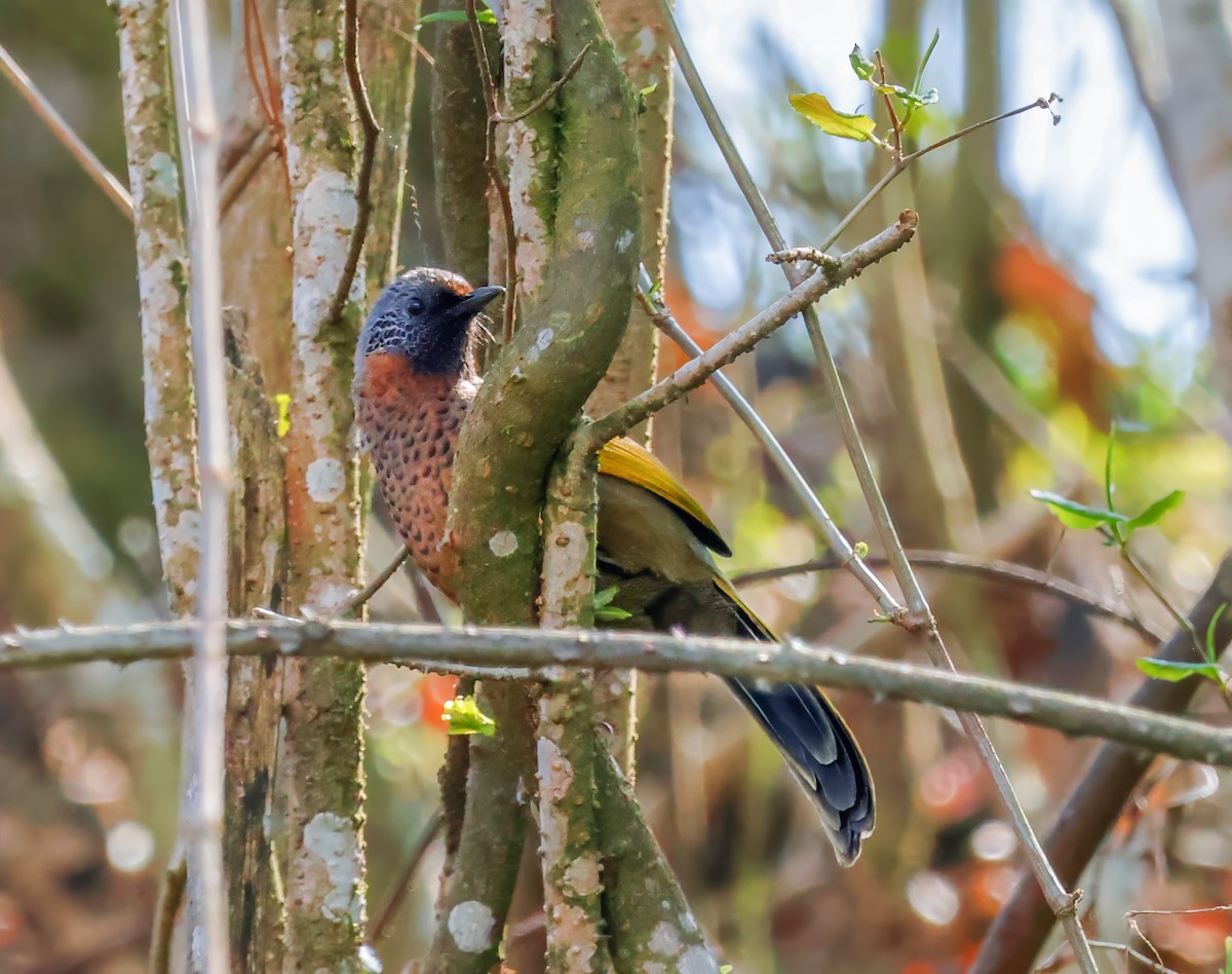 Chestnut-crowned Laughingthrush - ML620619059