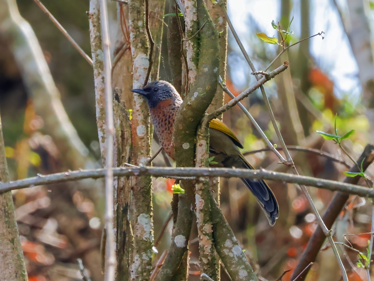 Chestnut-crowned Laughingthrush - ML620619060