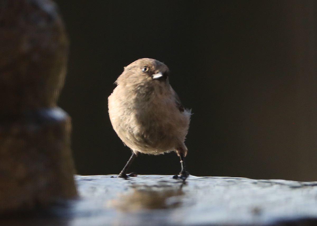 Bushtit - ML620619061