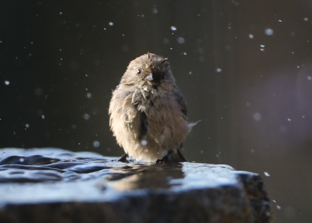 Bushtit - ML620619063