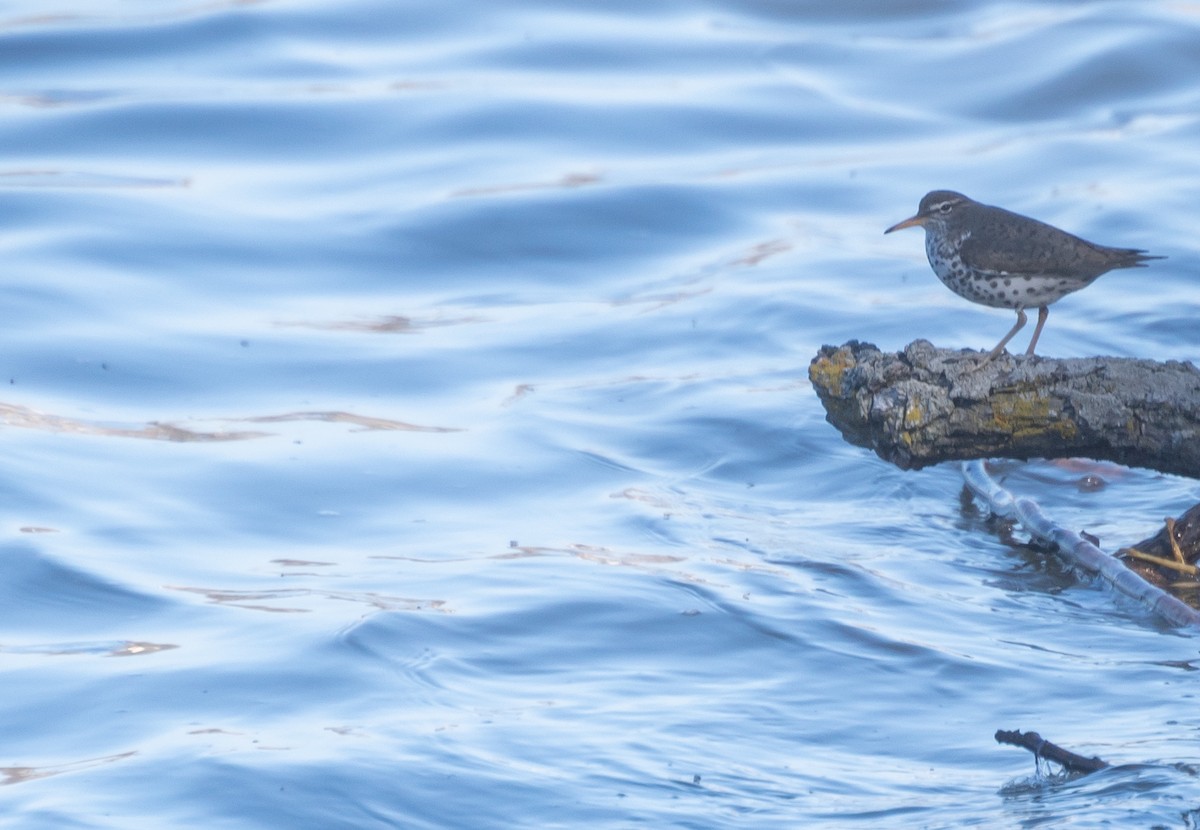 Spotted Sandpiper - ML620619064