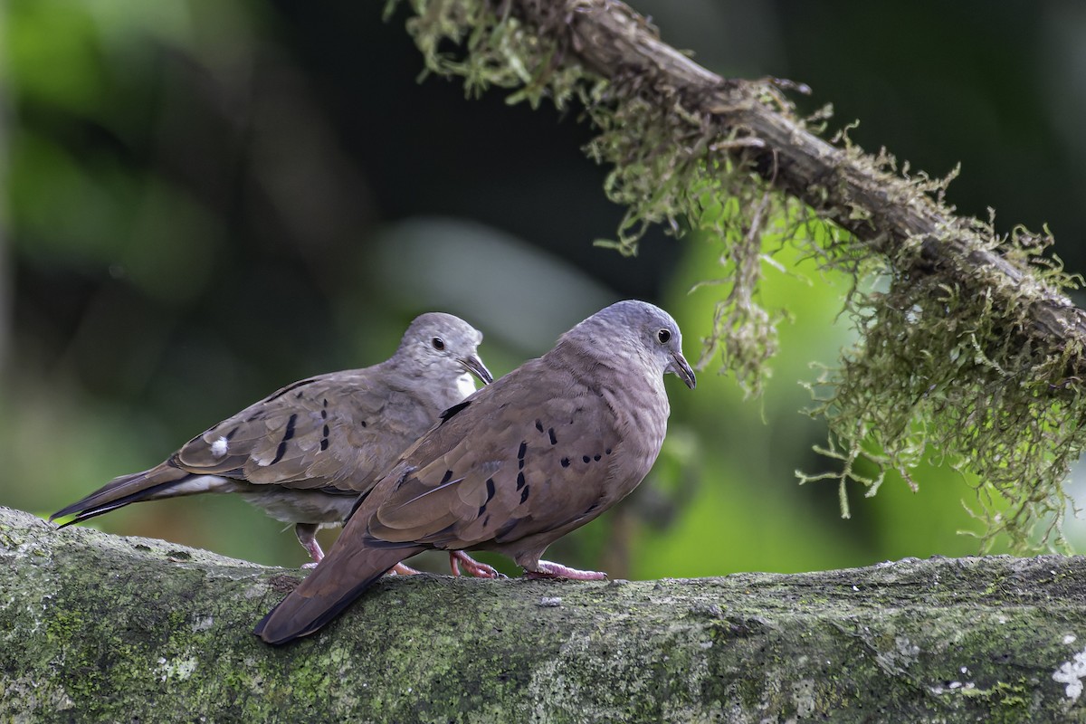 Ruddy Ground Dove - George Roussey