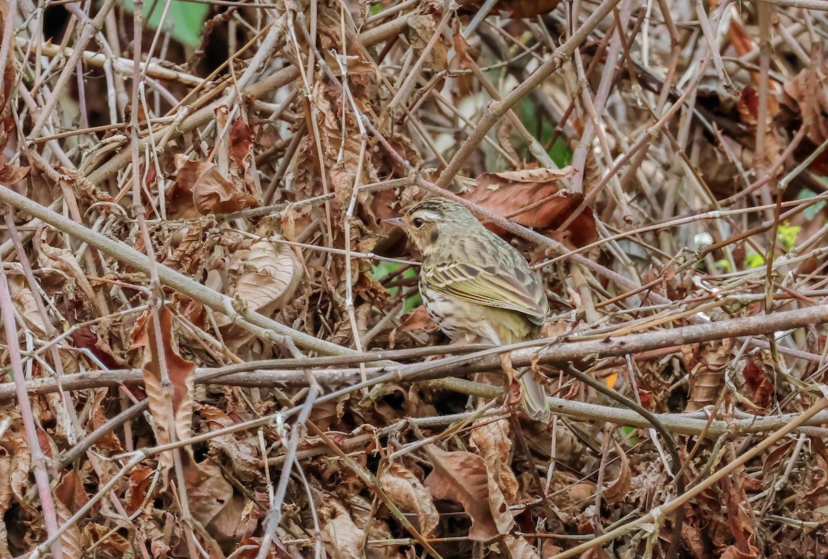 Olive-backed Pipit - ML620619071