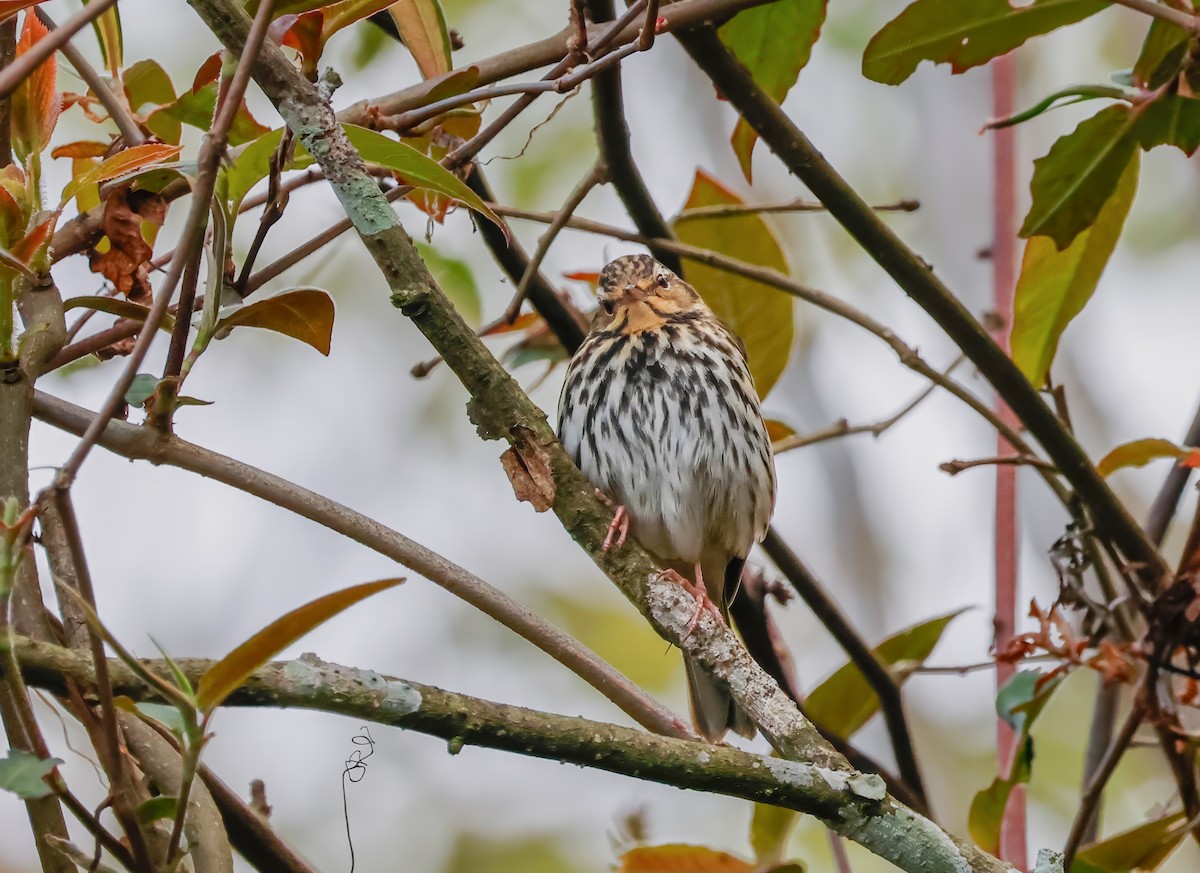 Olive-backed Pipit - ML620619072