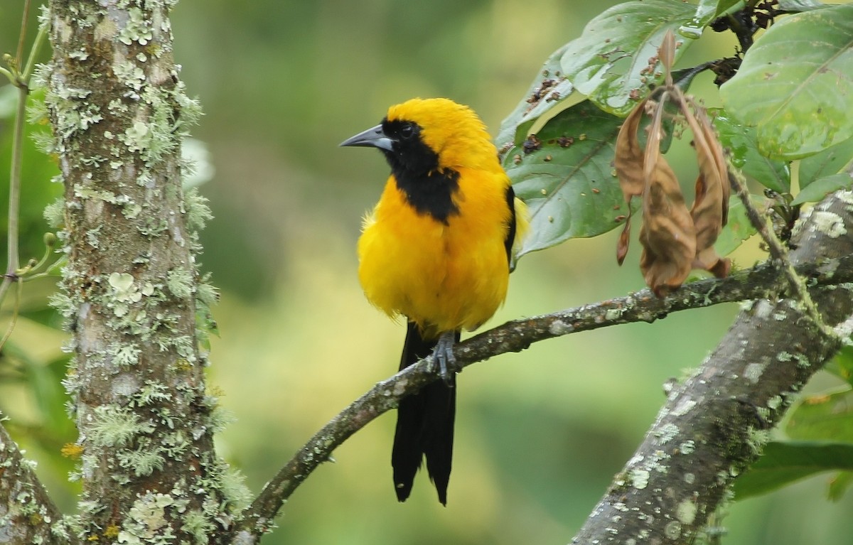 Yellow-backed Oriole - Luis Carlos García Mejía