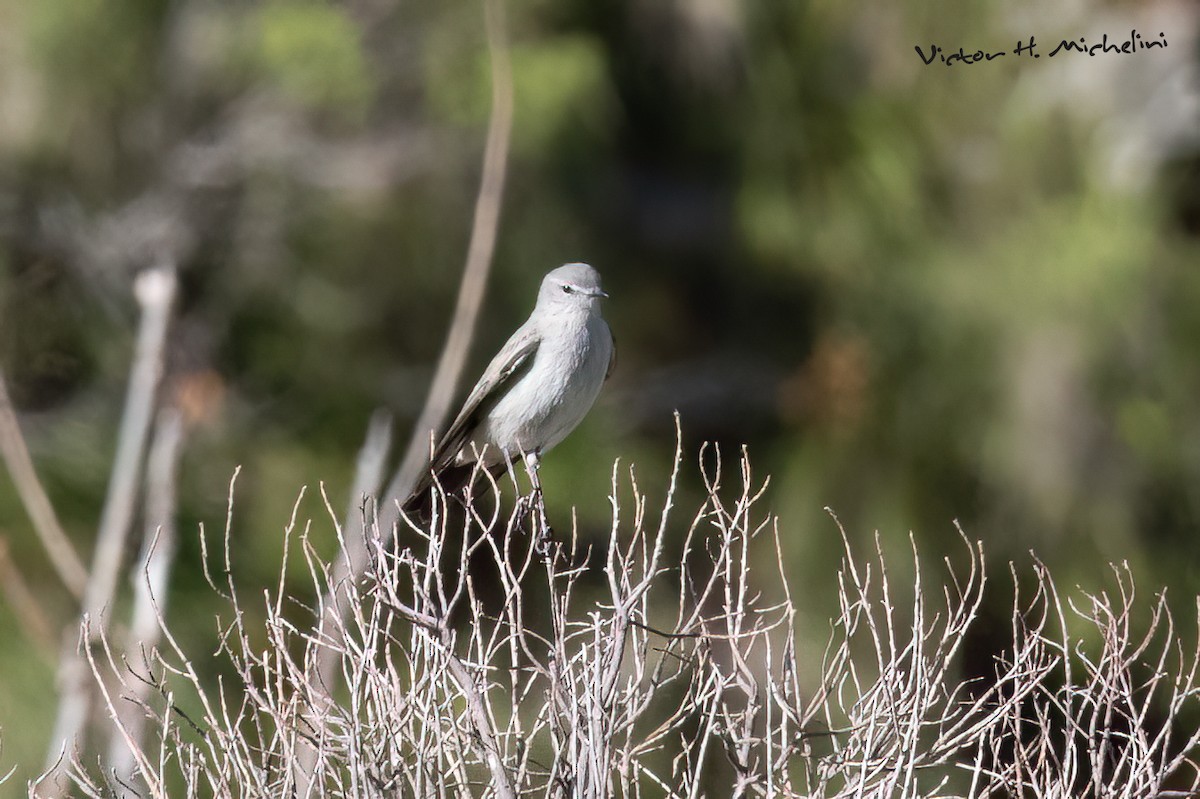 Cinereous Ground-Tyrant - ML620619074