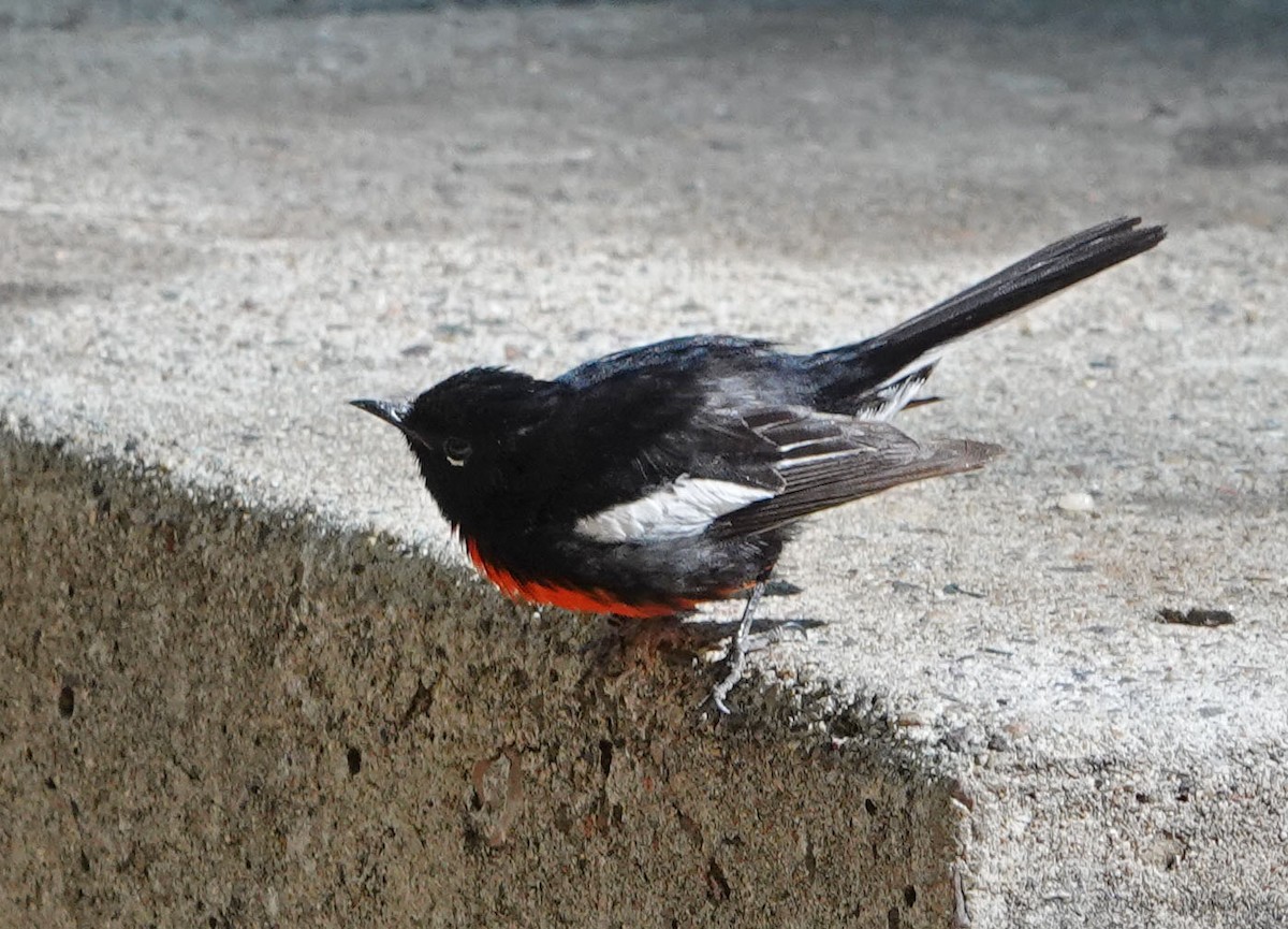 Painted Redstart - ML620619075