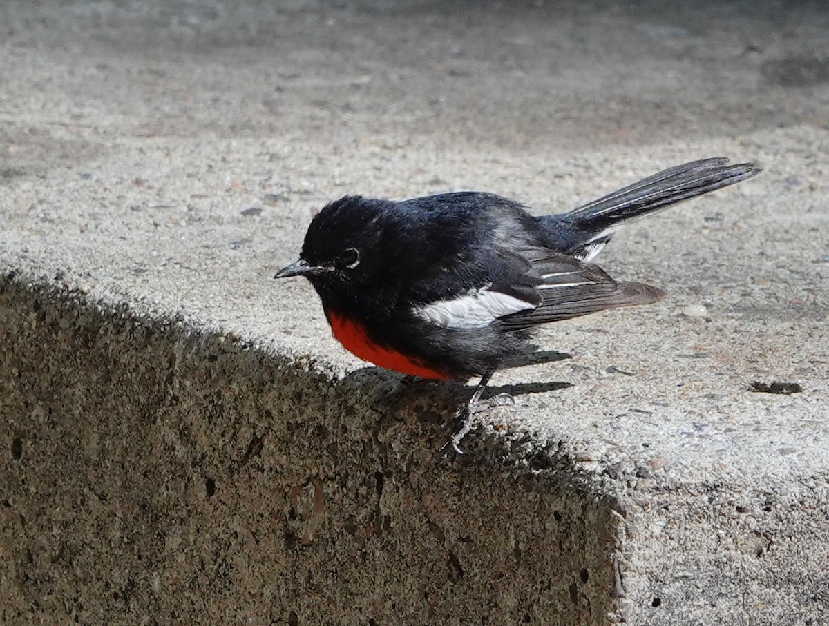 Painted Redstart - ML620619076