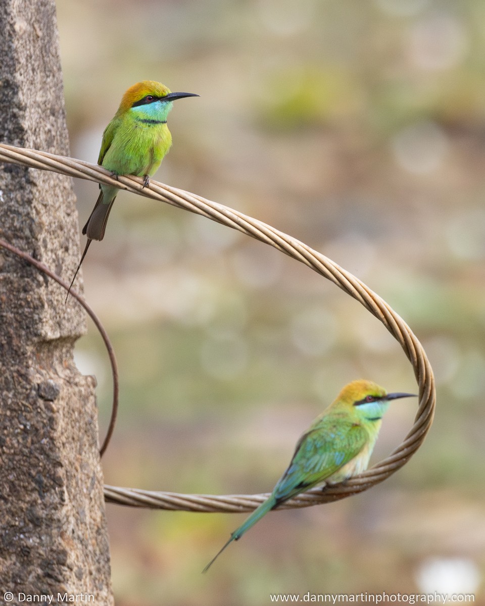 Blue-tailed Bee-eater - ML620619077
