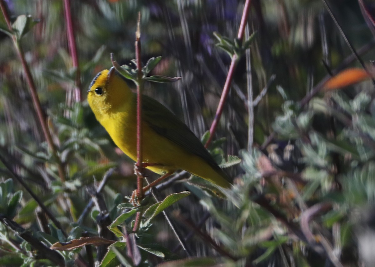 Wilson's Warbler - ML620619078