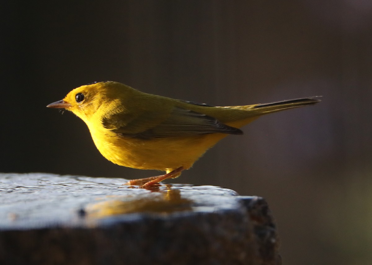 Wilson's Warbler - ML620619079