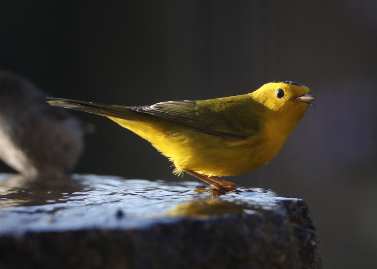 Wilson's Warbler - ML620619080