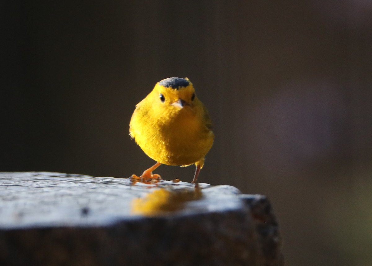 Wilson's Warbler - ML620619081