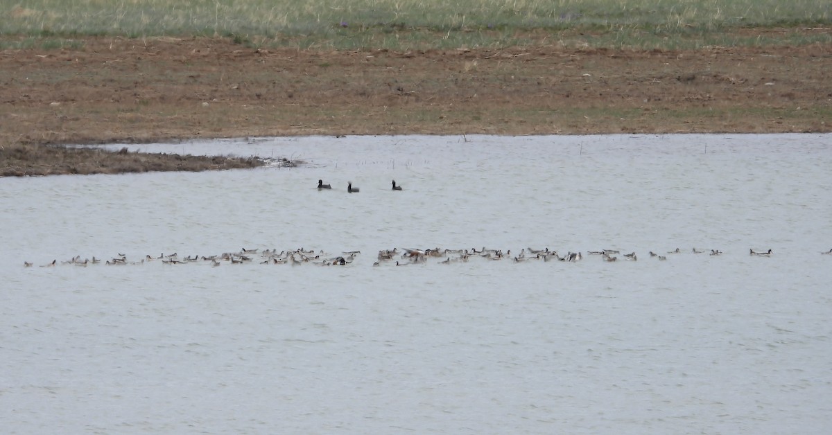 Wilson's Phalarope - ML620619082