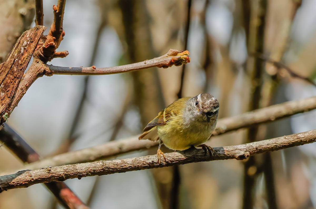 Ashy-throated Warbler - ML620619086