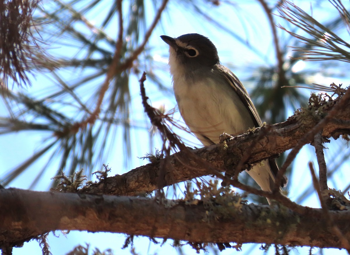 Vireo Plomizo - ML620619091