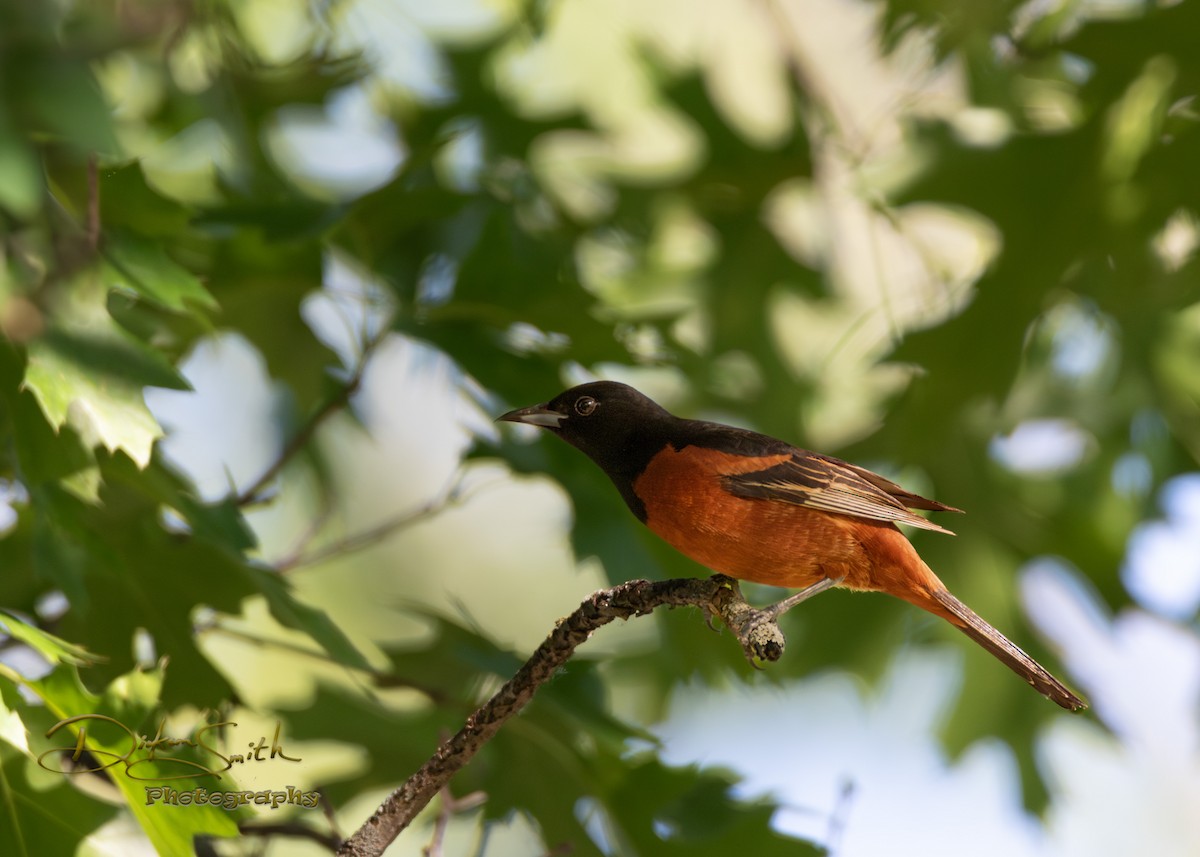 Orchard Oriole - Dickson Smith