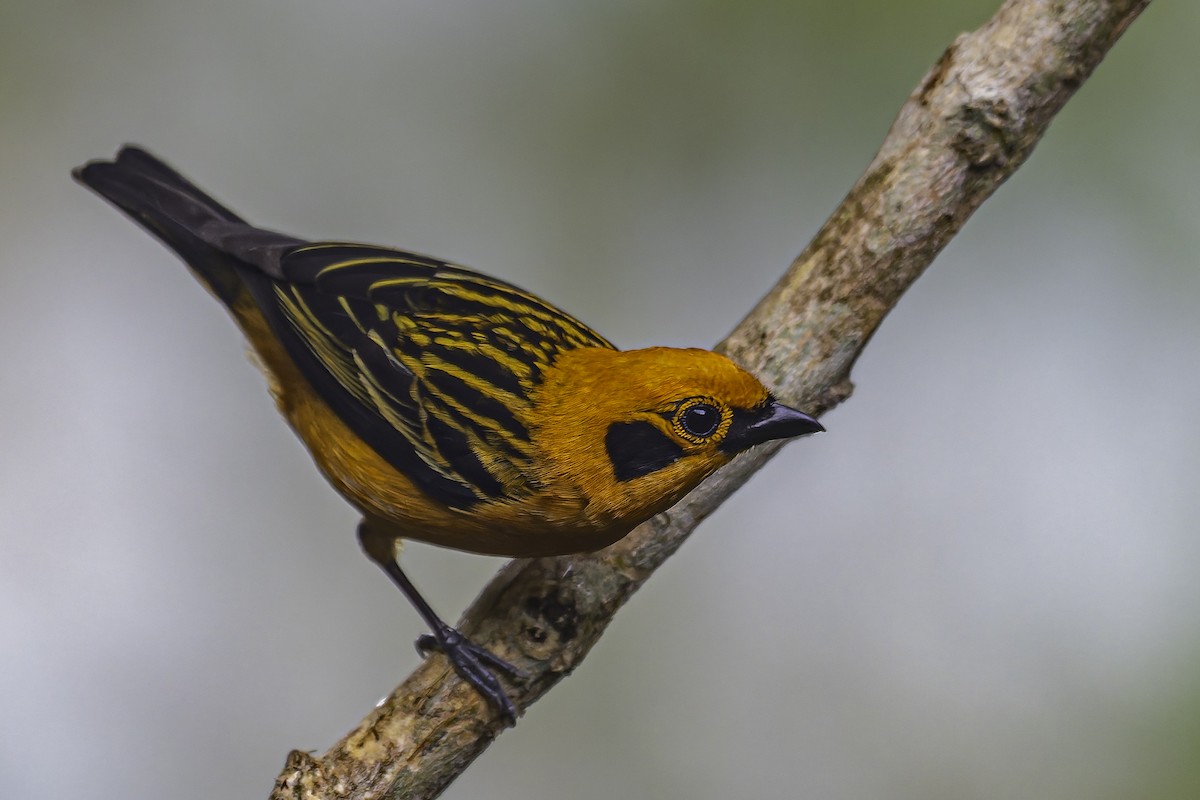 Golden Tanager - ML620619094