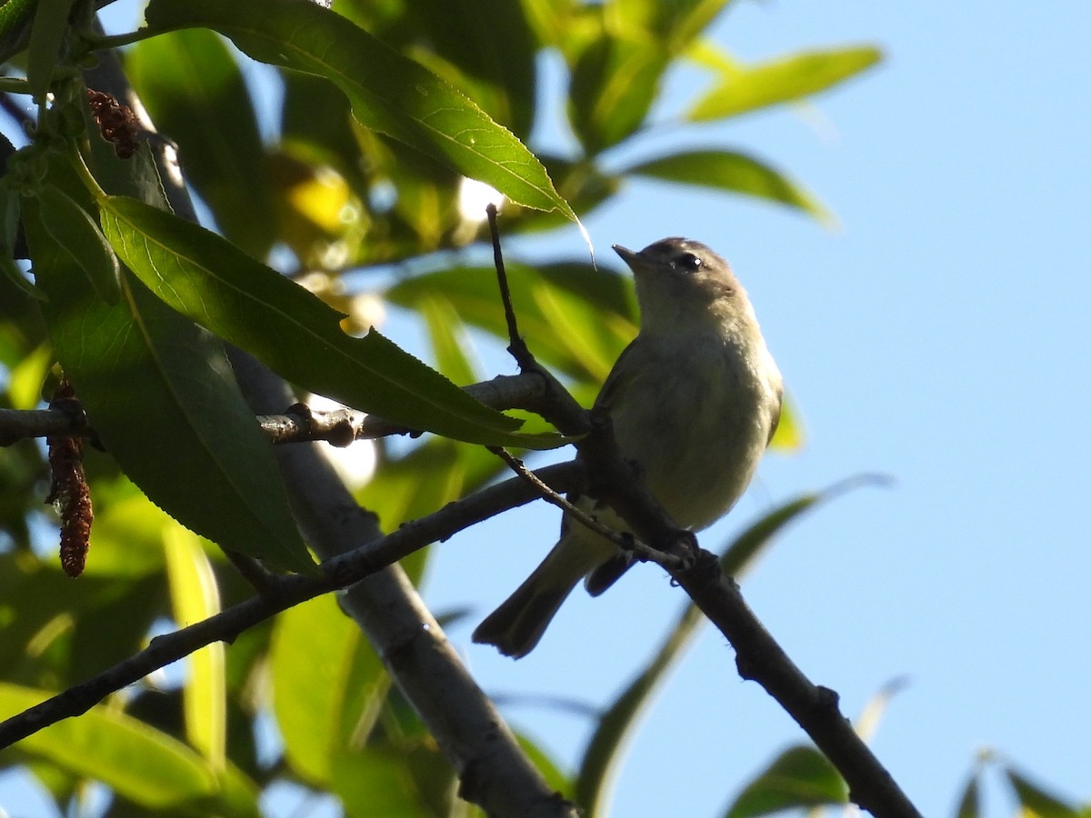 Warbling Vireo - ML620619095