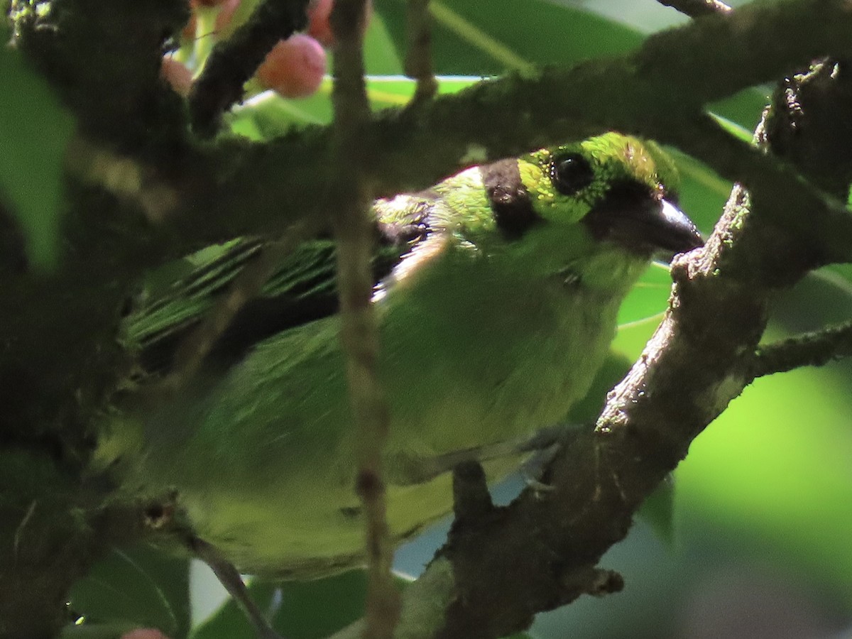 Emerald Tanager - ML620619098