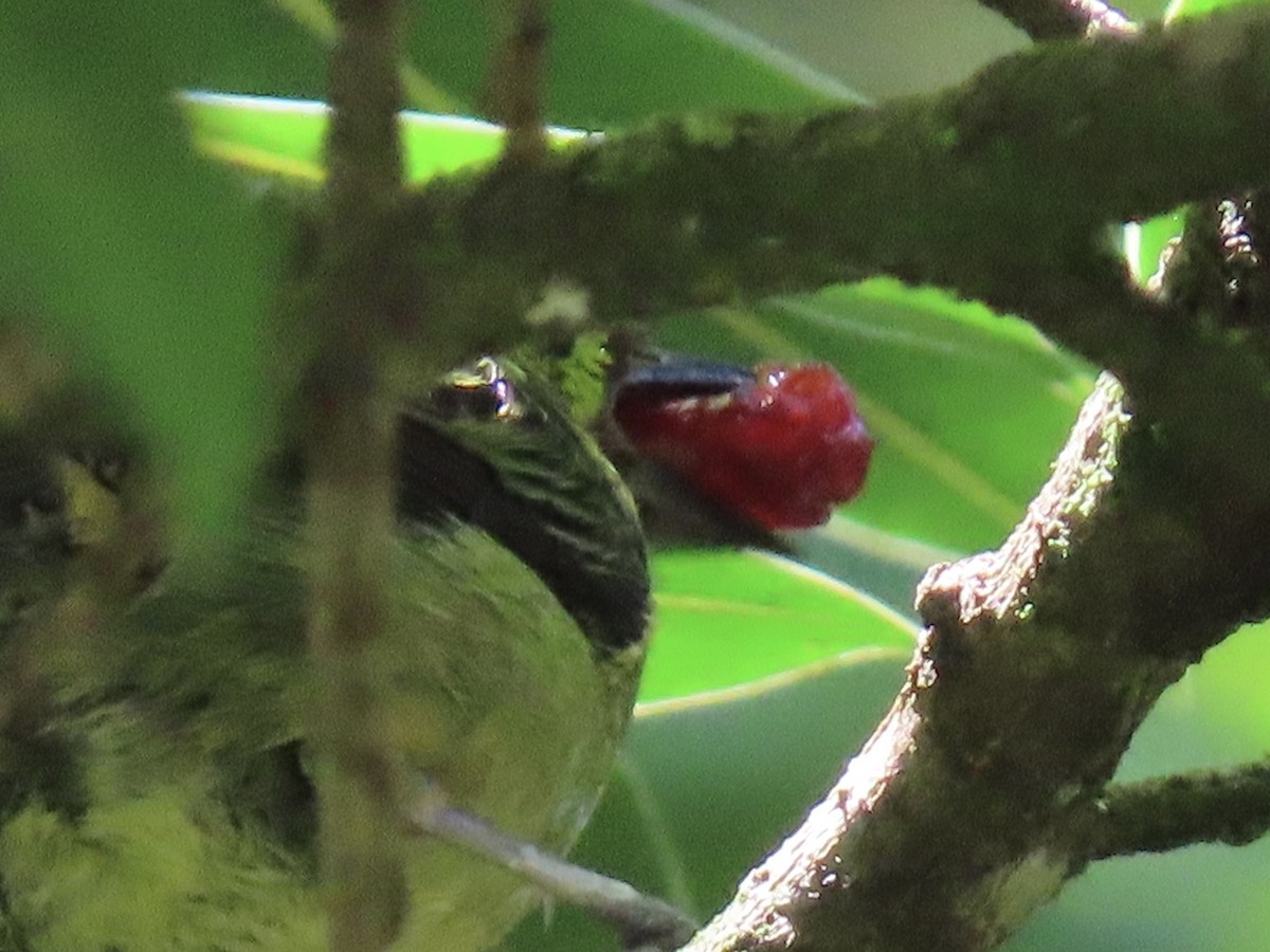 Emerald Tanager - ML620619100