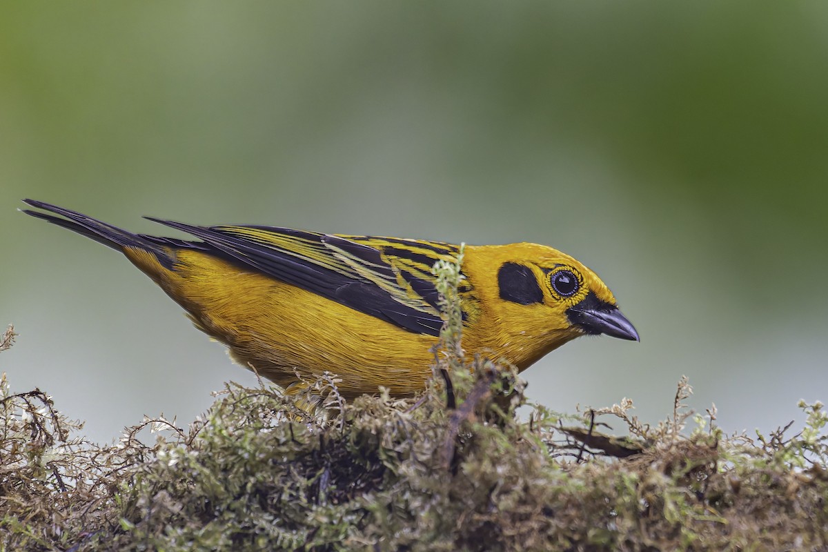 Golden Tanager - ML620619101