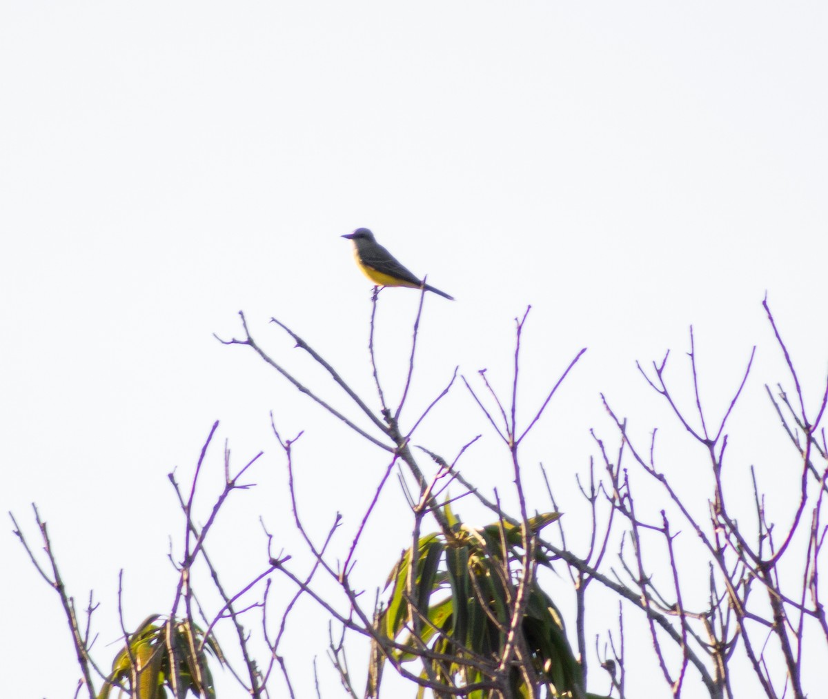 Tropical Kingbird - ML620619106