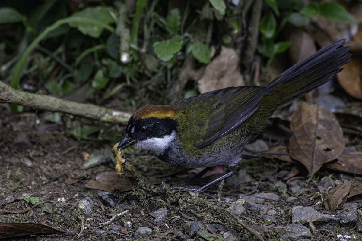 Chestnut-capped Brushfinch - ML620619107