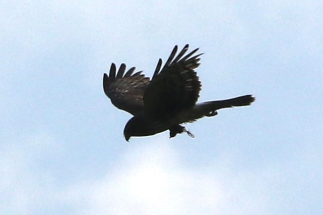 Northern Harrier - ML620619111