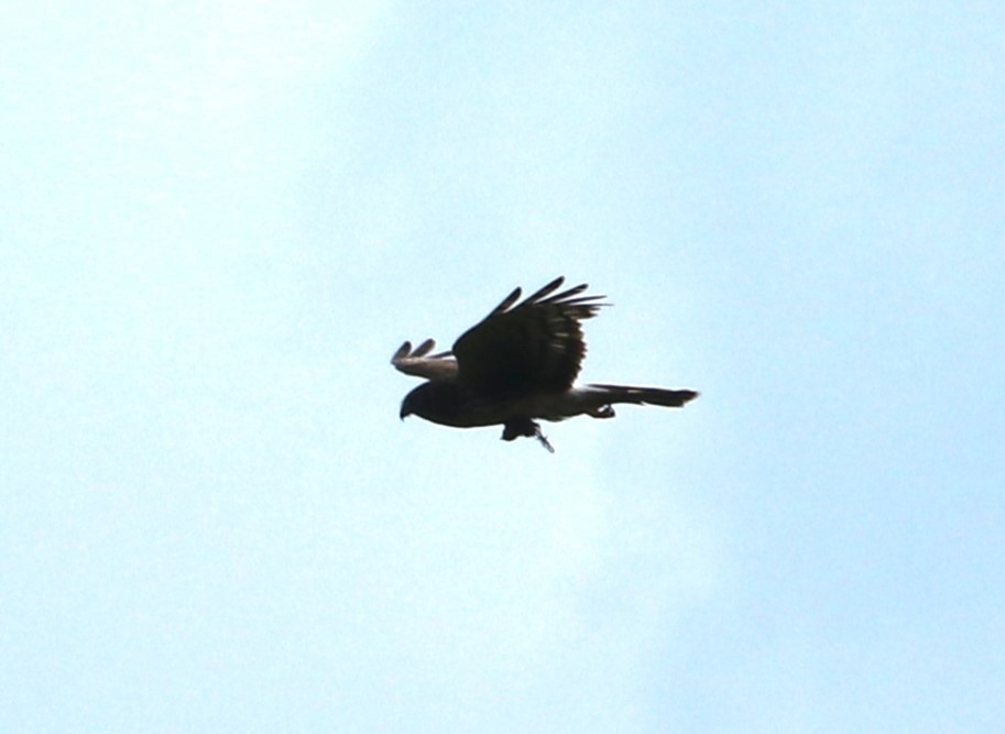 Northern Harrier - ML620619112