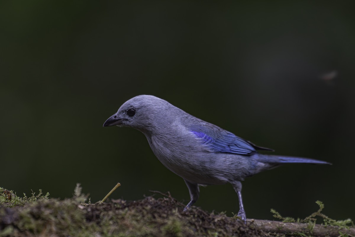 Blue-gray Tanager - ML620619115